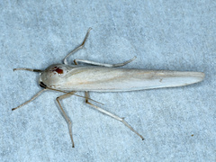 Calamidia hirta