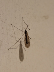 Trichocera annulata
