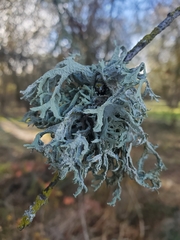 Evernia