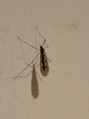 Trichocera annulata