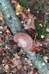 Fomitopsis betulina