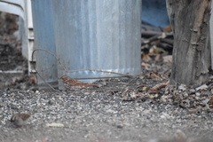 Passerella iliaca iliaca