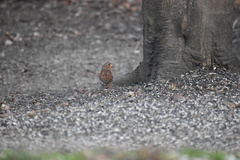 Passerella iliaca iliaca