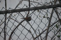 Passerella iliaca iliaca