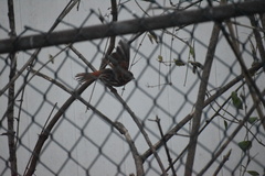 Passerella iliaca iliaca