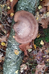 Fomitopsis betulina