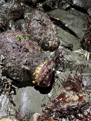 Haliotis kamtschatkana