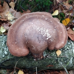 Fomitopsis betulina