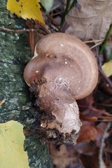 Fomitopsis betulina