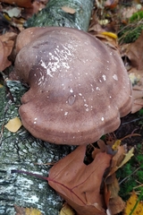 Fomitopsis betulina
