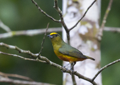 Euphonia gouldi