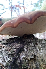 Fomitopsis betulina