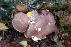 Fomitopsis betulina