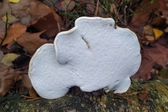 Fomitopsis betulina