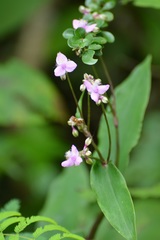 Tripogandra amplexicaulis