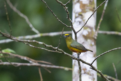 Euphonia gouldi