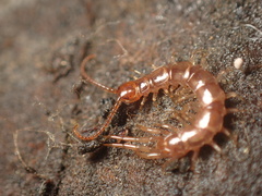 Lithobiidae