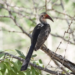 Tockus damarensis