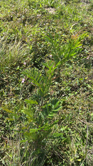 Agrimonia parviflora