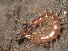 Lithobiidae