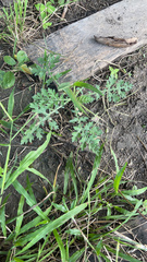 Parthenium hysterophorus