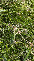 Rhynchospora colorata