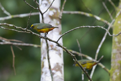 Euphonia gouldi