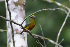 Euphonia gouldi