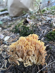 Ramaria formosa