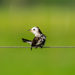 Arundinicola leucocephala