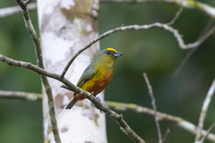 Euphonia gouldi