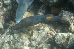 Bodianus rufus