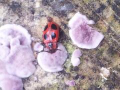 Endomychus coccineus