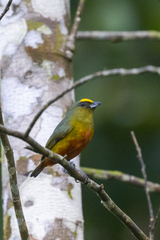 Euphonia gouldi