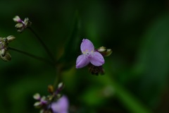 Tripogandra amplexicaulis