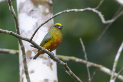 Euphonia gouldi