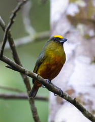Euphonia gouldi