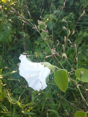 Odonellia hirtiflora