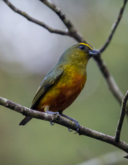 Euphonia gouldi