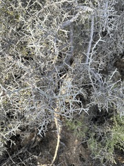 Prunus fasciculata