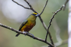 Euphonia gouldi