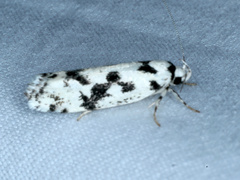 Lichenaula calligrapha