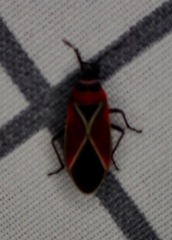 Neacoryphus bicrucis