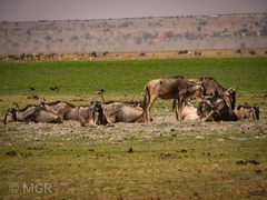 Connochaetes taurinus albojubatus