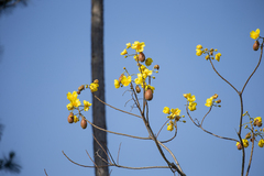 Cochlospermum vitifolium