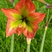 Hippeastrum glaucescens - Photo (c) Laurent Quéno, algunos derechos reservados (CC BY-NC), subido por Laurent Quéno