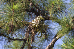 Tillandsia streptophylla