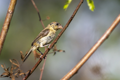 Sporophila