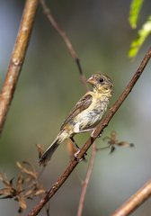 Sporophila