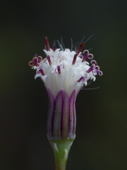 Curio radicans